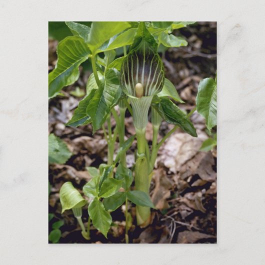 Groene Jack-In-the-Pulpit (Arisaema Atrorubens Var Briefkaart (Voorkant)