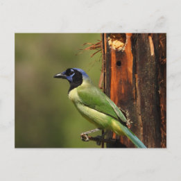 Groene Jay Kleurrijke Vogel Fotografie Briefkaart