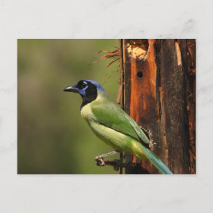 Groene Jay Kleurrijke Vogel Fotografie Briefkaart