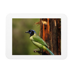 Groene Jay Vogel Portret Foto Koelkastmagneet Magneet