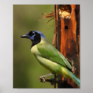 Groene Jay Vogel Portret Natuurfotografie Poster