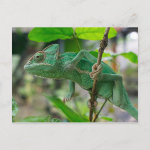 groene kameleon briefkaart