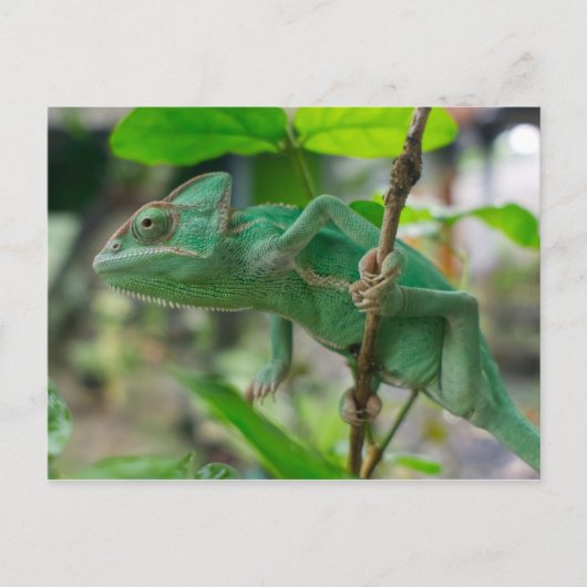 groene kameleon briefkaart (Voorkant)