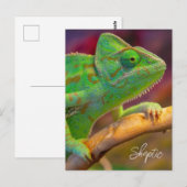 Groene Kameleon Briefkaart (Voorkant / Achterkant)