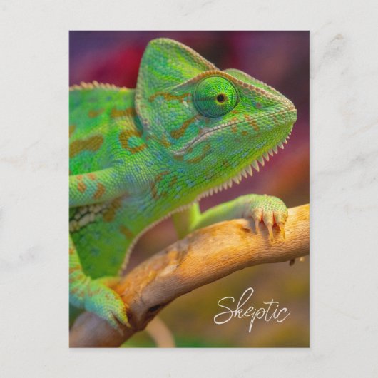 Groene Kameleon Briefkaart (Voorkant)