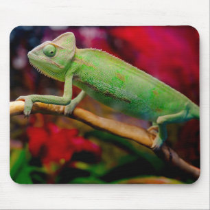Groene kameleon op de tak muismat