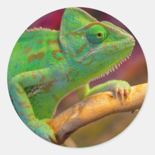 Groene Kameleon Ronde Sticker