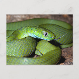 Groene kattenslang briefkaart