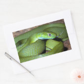 Groene kattenslang rechthoekige sticker (Envelop)