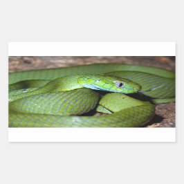 Groene kattenslang rechthoekige sticker