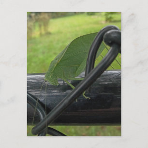 Groene Katydid op Zwarte Omheining Briefkaart