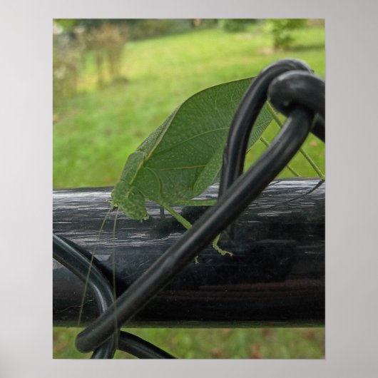 Groene Katydid op Zwarte Omheining Poster (Voorkant)