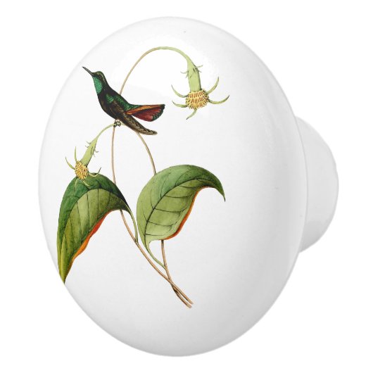 Groene keelmango kolibrie keramische knop (Rechts)