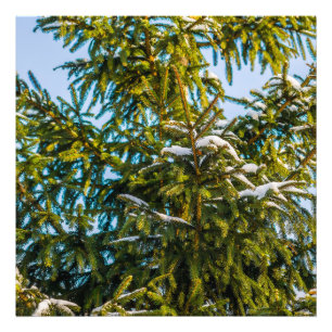 Groene kerstboom in sneeuw foto afdruk