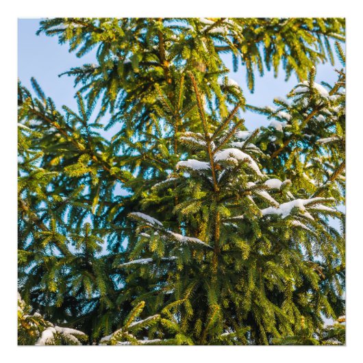 Groene kerstboom in sneeuw foto afdruk (Voorkant)