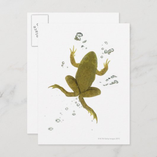 groene kikker briefkaart (Voorkant / Achterkant)