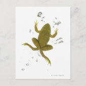 groene kikker briefkaart (Voorkant)