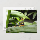 Groene kikker briefkaart (Voorkant / Achterkant)