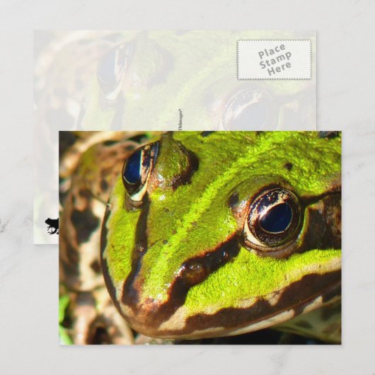 Groene kikker briefkaart (Voorkant / Achterkant)