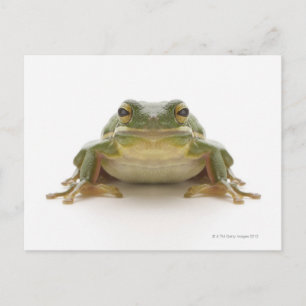 Groene kikker (Hylidae cinerea) Briefkaart