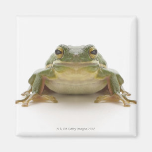 Groene kikker (Hylidae cinerea) Magneet