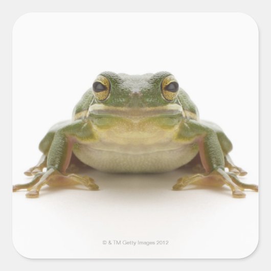 Groene kikker (Hylidae cinerea) Vierkante Sticker (Voorkant)
