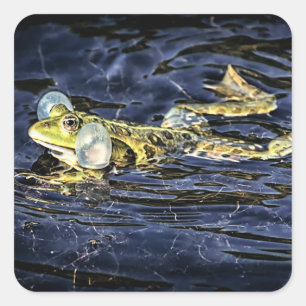 Groene Kikker in de Pond Vierkante Sticker