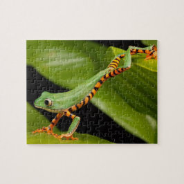 Groene kikker in een regenwoud legpuzzel