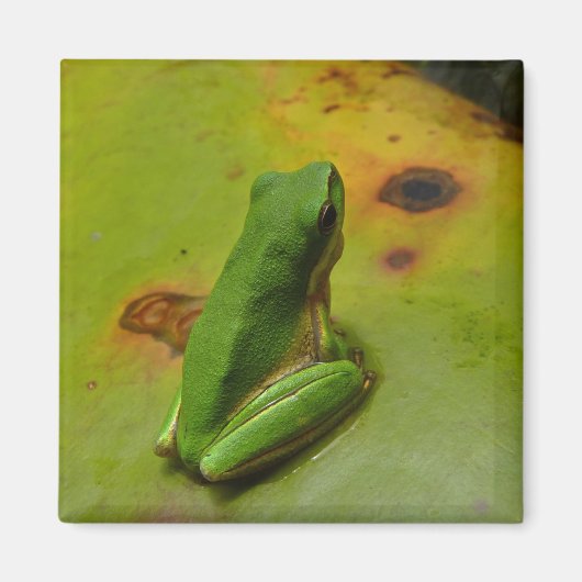 groene kikker magneet (Voorkant)
