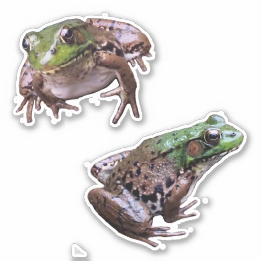 Groene kikkerfoto's sticker (Voorkant)