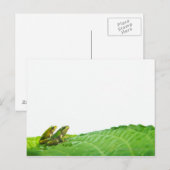 Groene kikkers met verlof briefkaart (Voorkant / Achterkant)