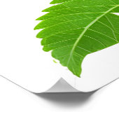 Groene kiwi-vruchten poster (Hoek)