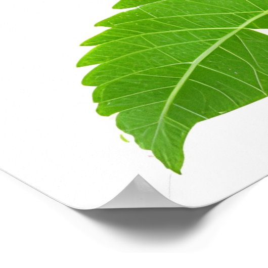 Groene kiwi-vruchten poster (Hoek)