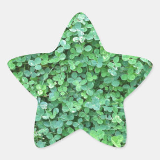 Groene Klaver Natuur Foto Ster Sticker