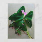 Groene Klaver Roze Bloesems St Patrick's Day Briefkaart (Voorkant)