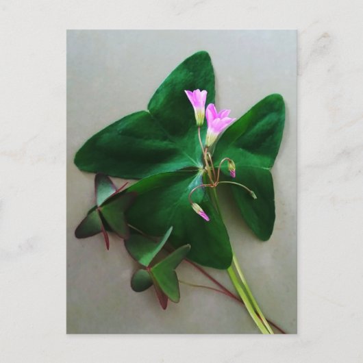 Groene Klaver Roze Bloesems St Patrick's Day Briefkaart (Voorkant)