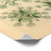 groene kleur Ernst Haeckel Print (Hoek)