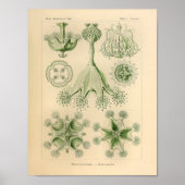 groene kleur Ernst Haeckel Print (Voorkant)