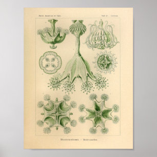  groene kleur Ernst Haeckel Print