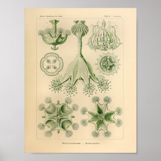 groene kleur Ernst Haeckel Print (Voorkant)