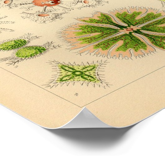  groene kleur Ernst Haeckel print Zee Life (Hoek)