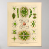  groene kleur Ernst Haeckel print Zee Life (Voorkant)