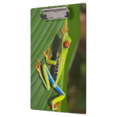 Groene kleurrijke Oerwoud kikker Klembord (Links)