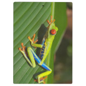 Groene kleurrijke Oerwoud kikker Klembord (Achterkant)