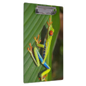 Groene kleurrijke Oerwoud kikker Klembord (Rechts)