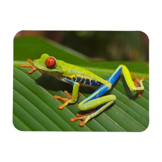 Groene kleurrijke Oerwoud kikker Magneet (Horizontaal)