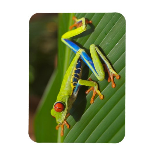 Groene kleurrijke Oerwoud kikker Magneet (Verticaal)