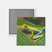 Groene kleurrijke Oerwoud kikker Magneet (Voorkant / Achterkant)