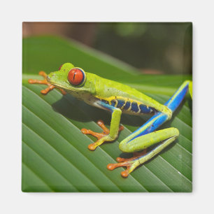 Groene kleurrijke Oerwoud kikker Magneet