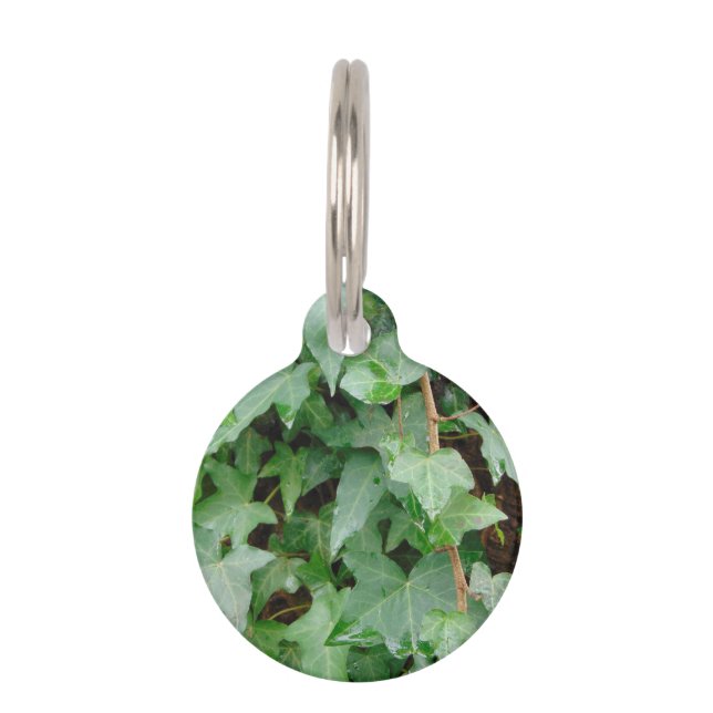 Groene klim Ivy 0237 Huisdierpenning (Voorkant)